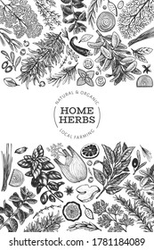 Culinary herbs banner template. Hand drawn vintage botanical illustration. Engraved style. Vintage food background.