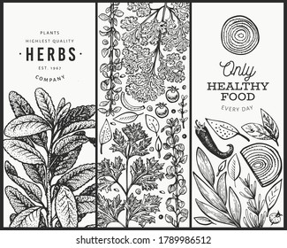 Culinary herbs banner template. Hand drawn vintage botanical illustration. Engraved style. Vintage food background.