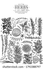 Culinary herbs banner template. Hand drawn vintage botanical illustration. Engraved style. Vintage food background.