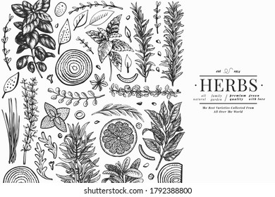 Culinary herbs banner template. Hand drawn vintage botanical illustration. Engraved style. Vintage food background.
