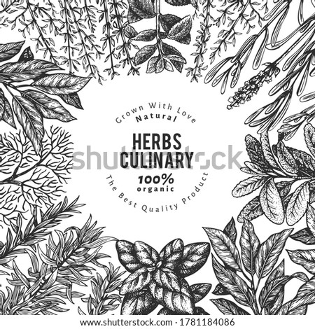 Culinary herbs banner template. Hand drawn vintage botanical illustration. Engraved style. Vintage food background.