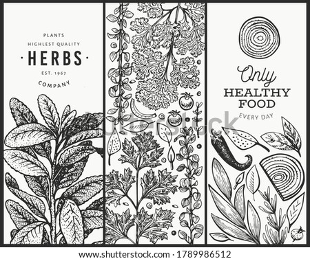 Culinary herbs banner template. Hand drawn vintage botanical illustration. Engraved style. Vintage food background.