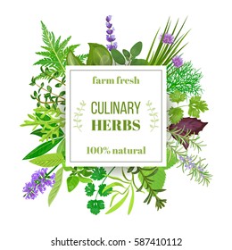 Culinary herbs big set under squire emblem. Farm fresh. Vector illustration. Design for cosmetics, restaurant, cooking, market, menu, store, health care products, ready logo, banner, tag, template