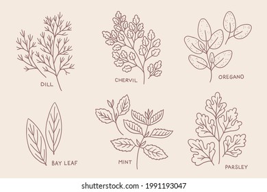 Culinary herbs - dill, chervil, oregano, bay leaf, mint, parsley isolated on beige background. Perfect for menu, cooking books. Contour vector illustration