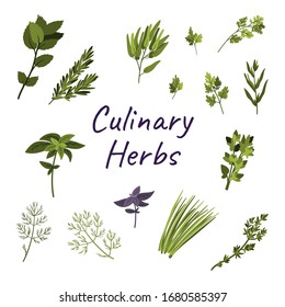 Hipótesis dibujadas a mano de hierbas culinarias aisladas en fondo blanco. Dibujo a mano libre de caricaturas planas. 