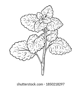 Doodle de hierbas culinarias. menta dibujada a mano aislada en blanco