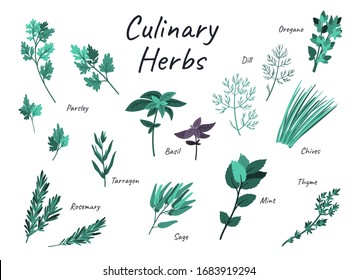 Culinary herbs doodles hand drawn set. Cartoon flat free hand drawing vector illustration. 