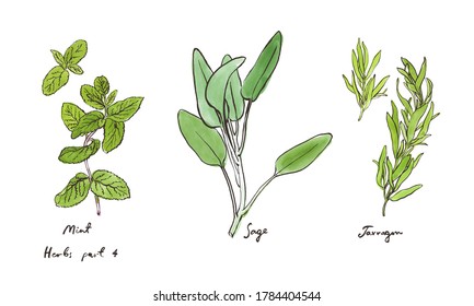 Hierbas culinarias, ilustraciones a mano aisladas en blanco, parte 4