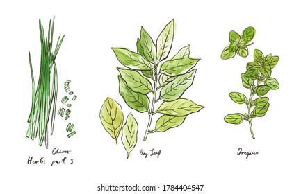 Culinary herbs, hand drawn illustrations isolated on white, part 3