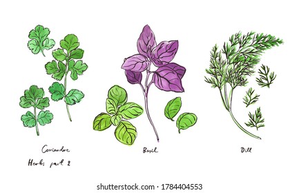 Culinary herbs, hand drawn illustrations isolated on white, part 2