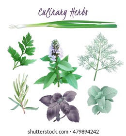 Culinary Herbs.
Hand drawn vector illustration of favorite herbs as dill, chive, peppermint, oregano, rosemary, parsley, basil on transparent background.
