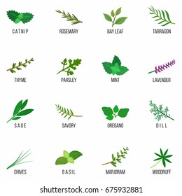 Culinary herbs icons set. Rosemary, Lavender, Sage, Dill, Basil, Bay, Thyme, Oregano, Mint, Parsley. Isolated. Vector illustration.