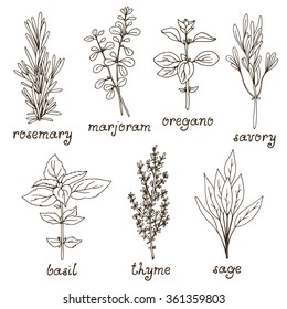 Culinary herbs on white background, hand drawn set of italian herbs: rosemary, marjoram, oregano, basil, sage, savory, thyme