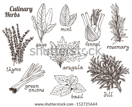 Culinary herbs on a white background, hand drawn set
