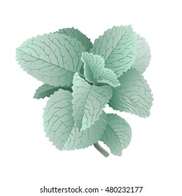 Culinary Herbs - Oregano.
Hand drawn vector illustration of fresh oregano on transparent background.

