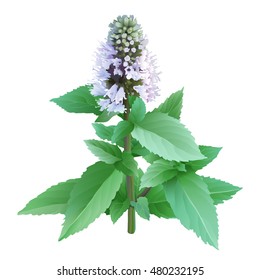 Culinary Herbs - Peppermint.
Hand drawn vector illustration of fresh peppermint on transparent background.

