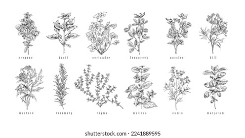 Culinary herbs and plants set hand drawn sketch style vector illustration isolated on white background. Cooking and cosmetics aromatic herbs collection.