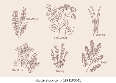 Culinary herbs - rosemary, coriander, chives, basil, thyme, sage isolated on beige background. Perfect for menu, cooking books. Contour vector illustration