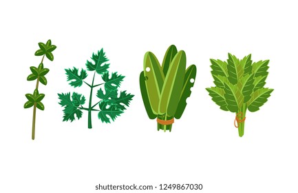 Culinary herbs and salad leaves set, sorrel, parsley, oregano vector Illustration on a white background
