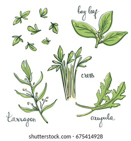 Culinary herbs and salad leaves set/ Arugula, cress, tarragon, bay leaf sketches/ Hand drawn herbs and spices isolated on white background/ Vector illustration
