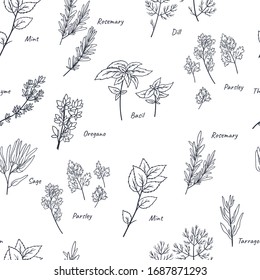 Culinary herbs seamless pattern/ Hand drawn doodles floral background. 