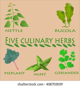 culinary herbs set