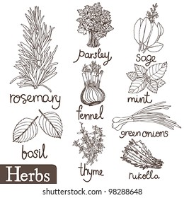 Culinary herbs set