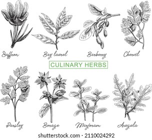 Culinary herbs set. 8 different herbs in the sketchy style. Vector illustrations set.