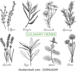 Culinary herbs set. 8 herbs in two rows. Different sketchy hand-drawn vector illustrations. Black and white.