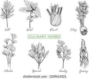 Culinary herbs set. 8 herbs in two rows. Sketchy vector hand-drawn illustrations. Black and white.