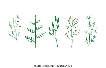 Culinary herbs set, botanical elements vector Illustration on a white background