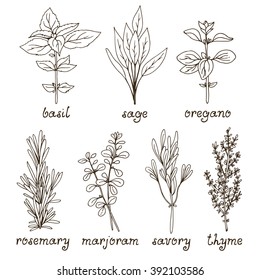 Hierbas culinarias, romero dibujado a mano, marjoram, orégano, albahaca, salvia, sabrosa, tomillo. Ilustración de vectores aislada en fondo blanco