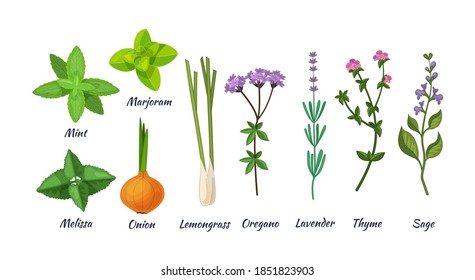 Culinary herbs set. Natural culinary herbs and spices for cooking, eating, food. Mint, marjoram, melissa, onion, lemongrass, oregano, lavender, thyme, sage vector