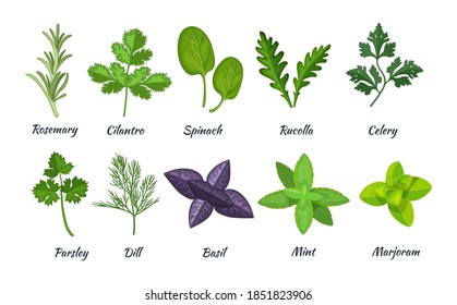 Culinary herbs set. Natural culinary herbs and spices for cooking, eating, food. Rosemary, cilantro, spinach, parsley, rucolla, celery, dill, basil, mint, marjoram vector