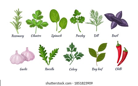 Culinary herbs set. Natural culinary herbs and spices for cooking, eating, food. Rosemary, cilantro, spinach, parsley, dill, basil, garlic, rucolla, celery, bay leaf, chili vector