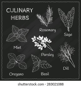 Culinary herbs set on the blackboard in chalk style. Rosemary, sage, mint, parsley, dill, oregano, basil.