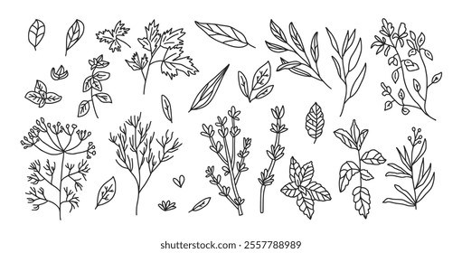 Culinary herbs set. Parsley, basil thyme, mint and oregano pack. Vector hand drawn doodle collection illustration isolated on white background.