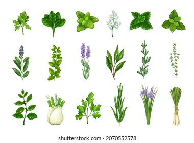 Culinary herbs and spice. Bay leaf, lemongrass, fennel, dill, cilantro and chives. Thyme, lemon balm, tarragon etc. Seasoning vector illustration.