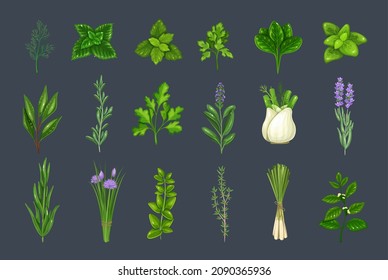 Culinary herbs and spice. Bay leaf, lemongrass, fennel, dill, cilantro and chives. Thyme, lemon balm, tarragon etc. Seasoning vector illustration.