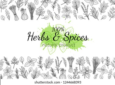 Culinary herbs and spice layout page. Bay leaf, lemongrass, fennel, dill, cilantro and chives. Thyme, lemon balm, tarragon etc. Seasoning food design. Retro vector illustration.