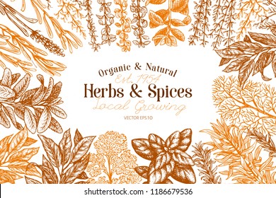 Culinary herbs and spices banner template. Vector background for design menu, packaging, recipes, label, farm market products. Hand drawn vintage botanical illustration.