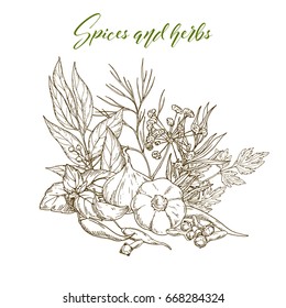 Culinary herbs and spices, engraved sketch illustration with ginger, thyme, cardamon, cloves, garlic, rosemary, bay leaves, tarragon, pepper, cilantro, dill, parsley, thyme and cinnamon. 