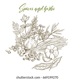 Culinary herbs and spices, engraved sketch illustration with ginger, thyme, cardamon, cloves, garlic, rosemary, bay leaves, tarragon, pepper, cilantro, dill, parsley, thyme