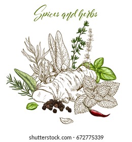 Culinary herbs and spices, engraved sketch illustration with ginger, thyme, cardamon, cloves, garlic, rosemary, bay leaves, tarragon, pepper, cilantro, parsley, thyme and cinnamon. Partly colored.