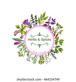 Culinary herbs and spices. Hand drawn set. Vector illustration.