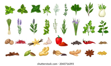 Culinary herbs and spices. Seasoning food. Star anise, cumin, mint, cardamom, pepper and ets.