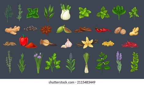 Culinary herbs and spices. Seasoning food. Star anise, cumin, mint, cardamom, pepper and ets. various spices, herbs and seasonings.