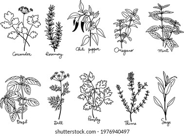 Culinary herbs and spices set, black and white outline vector illustration. Oregano, rosemary, chili pepper, coriander, mint, sage,  parsley, basil, dill, thime
