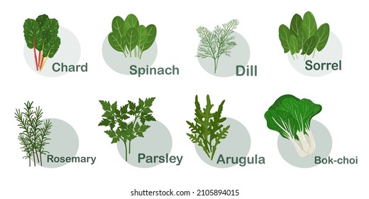 Culinary herbs and spices. Set. Vector illustration of chard, rosemary, basil, spinach, dill, parsley, sorrel, arugula bok choy. Hand drawing, icon, isolated on white background