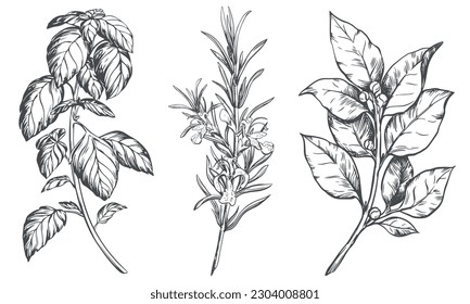 Culinary herbs vector set: rosemary, bay leaf, basil. Engraving style illustration using kitchen herbs and spices. Italian and mediterranean food ingredients on a white background. Line sketch.